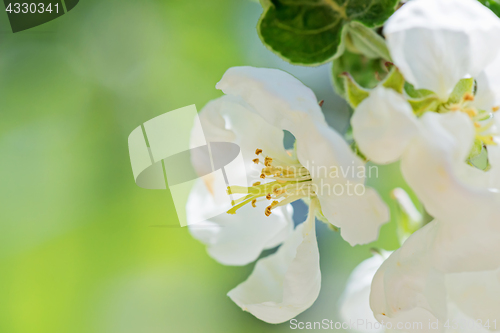 Image of White apple flowers on the tree.