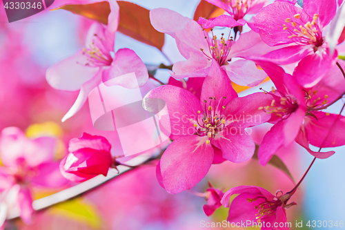 Image of Pink flowers on the bush. Shallow depth of field.