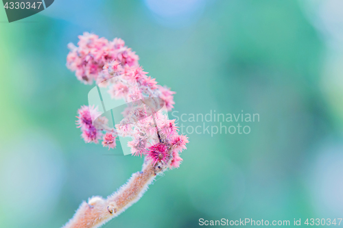 Image of Rhus typhina single flower.