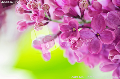 Image of Macro shot of lilac