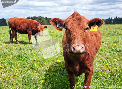 Image of Cattle on pasture