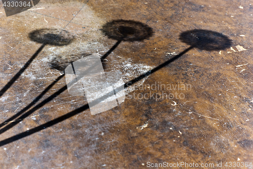 Image of Four dandelions shadow