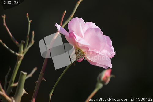 Image of a beautiful pink rose flower in the garden