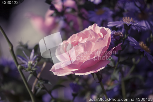 Image of a beautiful pink rose flower in the garden