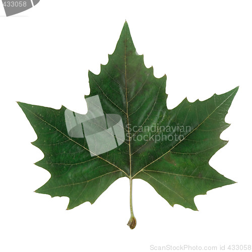 Image of Maple leaf