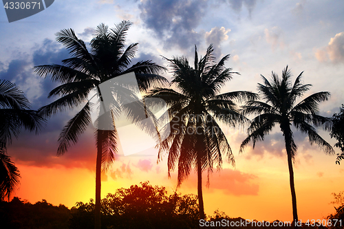 Image of silhouette of palm at sunset 