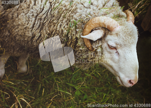 Image of Closeup muzzle sheep 