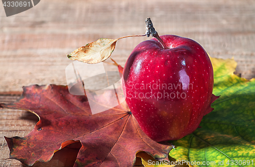 Image of Apple and autumn leaves