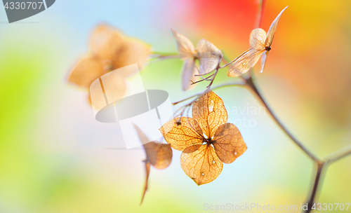 Image of Autumn dried Hydrangea flowers