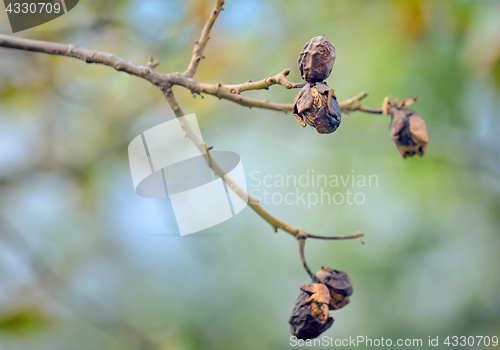 Image of Autumn walnut tree