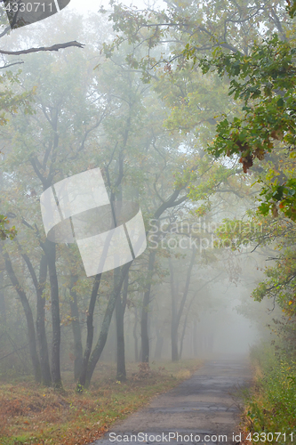 Image of Misty autumnal  forest