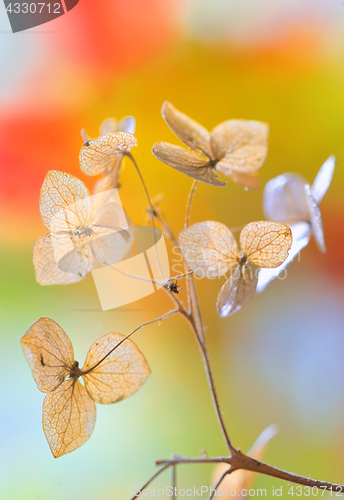 Image of Autumn dried Hydrangea flowers