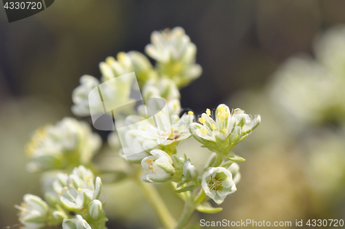 Image of Bittercress flower Cardamine hirsuta