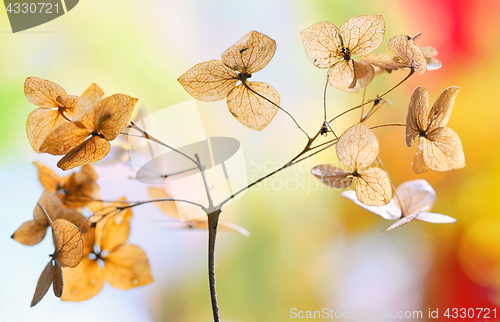 Image of Autumn dried Hydrangea flowers