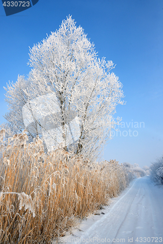 Image of Lonely  frozen tree