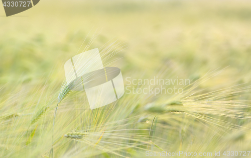 Image of Ripe wheat field