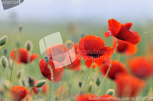 Image of landscape with red poppy field