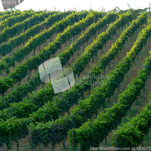 Image of Vineyard in Italy