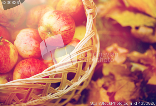 Image of wicker basket of ripe red apples at autumn garden