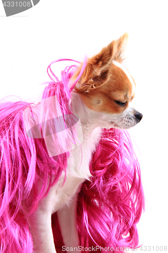 Image of chihuahua is resting