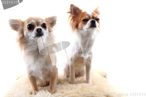 Image of two chihuahua is resting