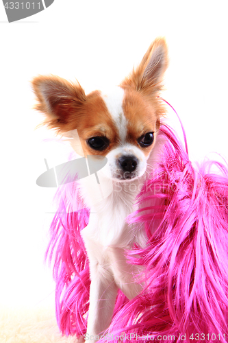Image of chihuahua is resting