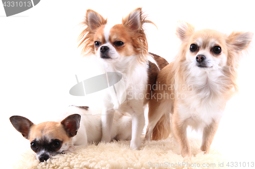 Image of three chihuahua is resting