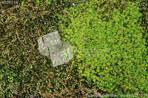 Image of green moss background