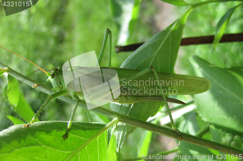 Image of big green grasshopper