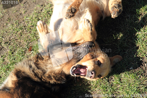 Image of two fighting dogs