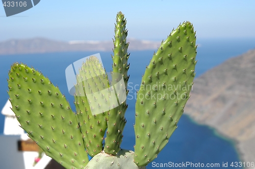 Image of Cactus at the sea