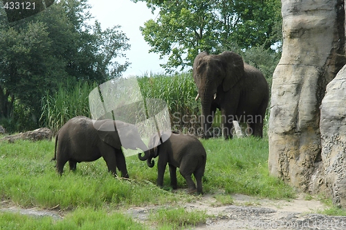 Image of Elephants