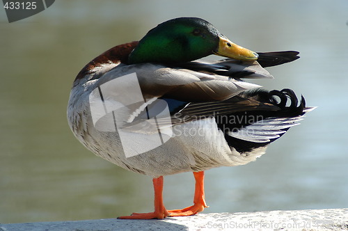 Image of Duck