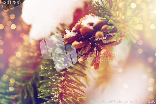 Image of fir branch with snow and cone in winter forest