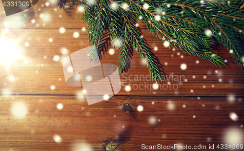 Image of natural green fir branch on blank wooden board