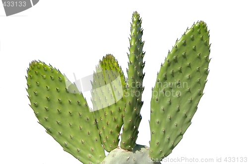 Image of Cactus