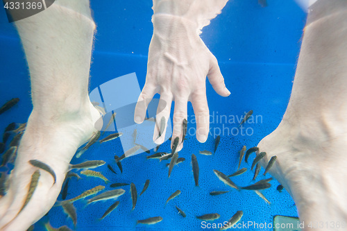 Image of Tourists enjoying a fish massage