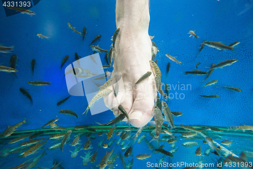 Image of Tourists enjoying a fish massage