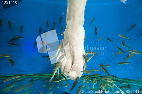 Image of Tourists enjoying a fish massage