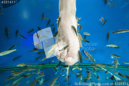 Image of Tourists enjoying a fish massage