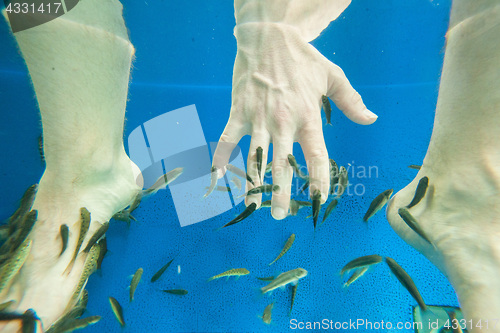 Image of Tourists enjoying a fish massage