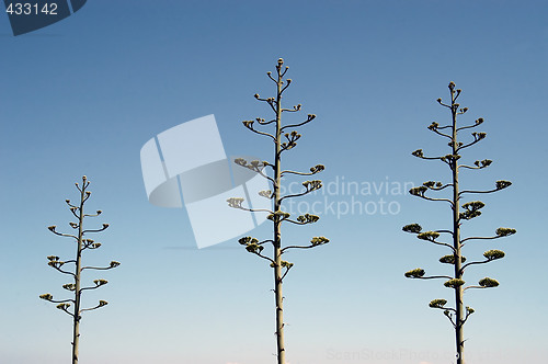 Image of Three trees over blue sky background