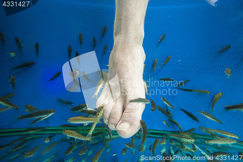 Image of Tourists enjoying a fish massage