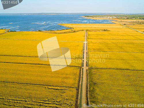 Image of Aerial View of Rice Fields