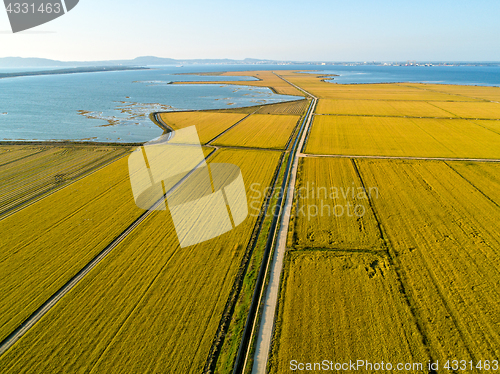 Image of Aerial View of Rice Fields