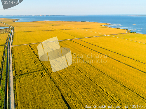 Image of Aerial View of Rice Fields