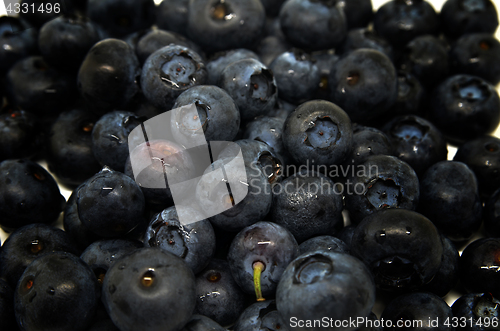 Image of Tasty blueberries isolated