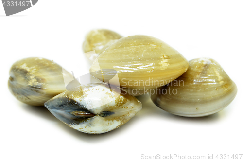 Image of Fresh uncooked clams