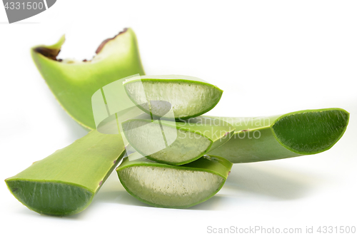 Image of Aloe vera fresh leaf isolated