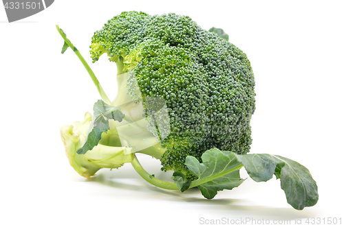 Image of Fresh broccoli isolated on white background